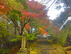 momiji