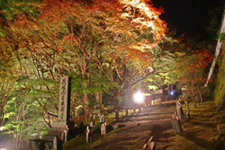 momiji